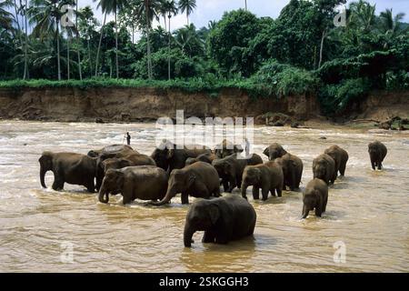 Asiatische Elefanten, die im Maha Oya Fluss im Pinnewala Elefantenwaisenhaus im Dorf Pinnawala in der Provinz Sabaragamuwa in Sri Lanka baden. Archivbild, das 2001 aufgenommen wurde Stockfoto