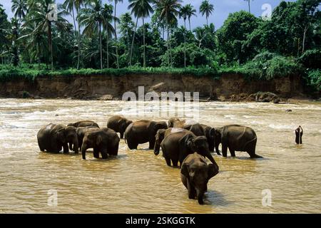 Asiatische Elefanten, die im Maha Oya Fluss im Pinnewala Elefantenwaisenhaus im Dorf Pinnawala in der Provinz Sabaragamuwa in Sri Lanka baden. Archivbild, das 2001 aufgenommen wurde Stockfoto