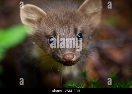 Ein kurioses Jungtier aus Kiefernmardern machte Bekanntschaft mit einem Fotografen im Wald in Raasepori, Südwestfinnland Stockfoto