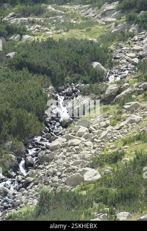 BULGARIEN: Bach fließt durch felsige Landschaft. Üppiges Grün umrahmt Wasser. Kraft und Gelassenheit der Natur. Eine Erinnerung an die Schönheit der Erde. B Stockfoto