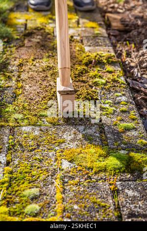 Entfernen und Kratzen von Moos aus Pflastersteinen, Reinigen von Terrasse und Terrasse Stockfoto