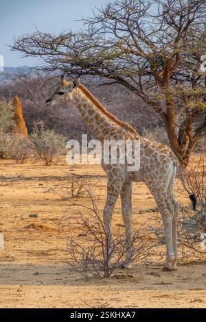 Foto einer niedlichen kleinen Giraffe in der Savanne, Tierwelt und Pirschfahrt in Namibia, Afrika Stockfoto