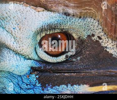 Das Auge Des Cassowary Stockfoto