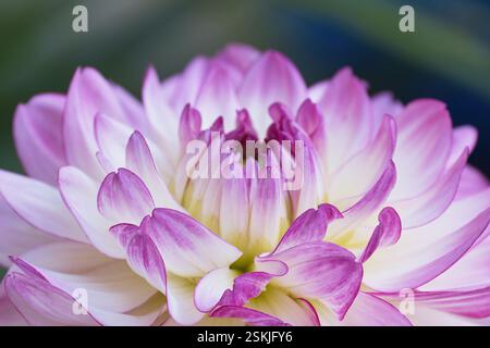 Dahlia Aus Nächster Nähe Stockfoto
