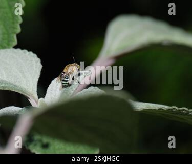 Blauer Streifen in der Ruhestellung Stockfoto