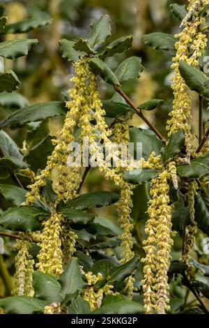 Natürliches Nahaufnahme-Pflanzenporträt der atemberaubenden langen Catkins von Garrya Elliptica „James Roof“. Garrya elliptica „James Roof“, Garten, Bestäuberpflanze Stockfoto