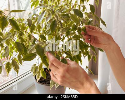 Nahaufnahme einer Frau, die zu Hause eine Ficus-Pflanze betreut. Die Hände der Frau berühren sanft das Haus Ficus, das in einem Topf auf der Fensterbank wächst. Stockfoto