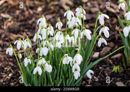Schneeglöckchen, Galanthus nivalis blüht in Dorset, England, Großbritannien Stockfoto