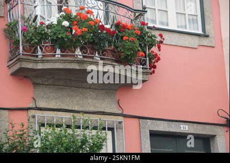 Leuchtende rot-weiße Geranien fließen aus kunstvoll verzierten schmiedeeisernen Pflanzgefäßen auf einem bezaubernden rosa Balkon in Braga, Portugal. Ein typisch mediterraner sc Stockfoto