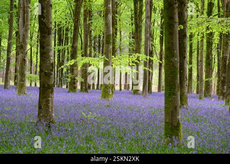 Bluebells-Teppich im schönen Frühlingswald mit hohen Buchen, Dorset, Großbritannien. Stockfoto