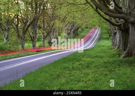 Leichte Pfade von Autos auf Landstraßen mit Buchenreihen. B3082 in Dorset, Großbritannien. Stockfoto