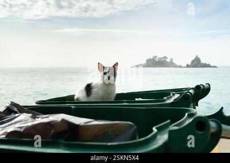 Streunende Katze, die auf einem Abfalleimer am Meer sitzt, bewölkter Himmel, Mittelmeer, felsige Insel im Hintergrund Stockfoto