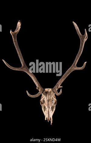 Hirschschädel mit Geweih isoliert auf schwarzem Hintergrund Stockfoto