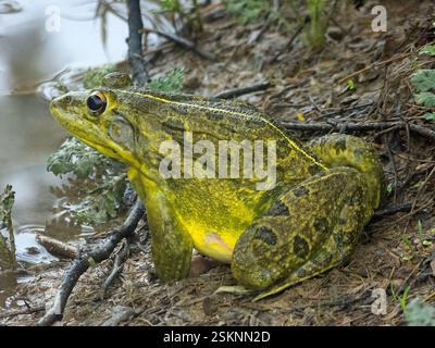 Nahaufnahme eines indischen Bullfrosches (Hoplobatrachus tienos), der am Wasser sitzt, Indien Stockfoto