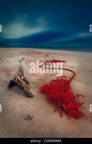 Rotes Seil und Treibholz, das bei Sonnenuntergang an einem Sandstrand gespült wird, Litauen Stockfoto