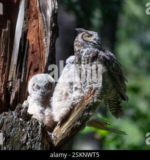 Nahaufnahme einer Großhorneule und zwei Eulen in einem Baum, British Columbia, Kanada Stockfoto