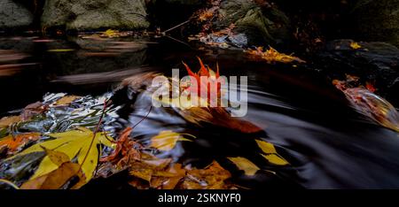 Bunte Herbstblätter, die in einem Bach schwimmen, British Columbia, Kanada Stockfoto