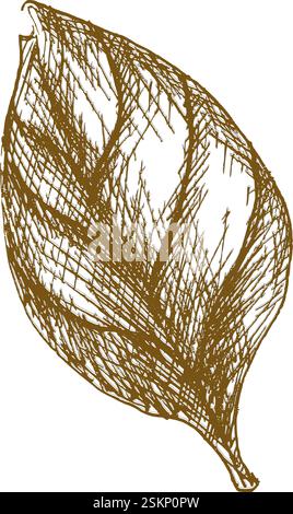 Illustration von Basilikum-Blatt-Vektor-Tinte. Handgezeichnetes Kräuterklipart, Gemälde mit Salaten und Soßen, Schwarzweiß-Kunst für Menü, Café und Restaurant Stock Vektor