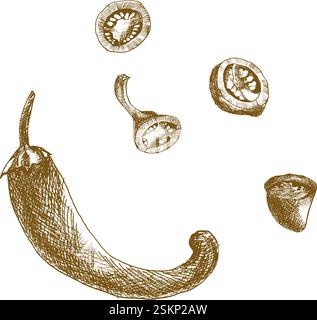 Tinte Chili Pfeffer Hand gezeichnete Vektor-Illustration. Handgezeichnetes scharfes Gemüse Clipart, schwarz-weißes heißes Chili für Produktverpackung, Menü, Etikett, Logo Stock Vektor