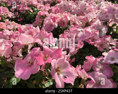 Üppige rosa Rosenblüten in voller Blüte. Lebendige Blumendekoration, Braga, Portugal. Die Schönheit der Natur in voller Blüte. Ein Symbol für Liebe und Romantik. Stockfoto