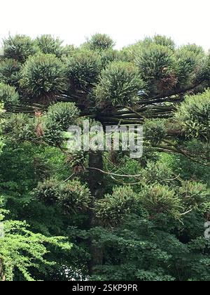 Brasilianische Kiefer. Üppig grünes Baldachin mit mehrschichtigen Zweigen. Araucaria angustifolia. Symbol für Belastbarkeit und Langlebigkeit. Repräsentiert Mata Atlântica fo Stockfoto