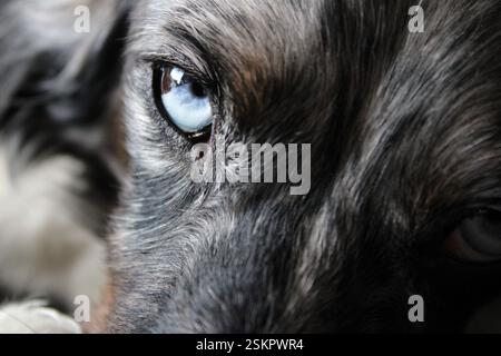 Nahaufnahme in einem Hundeauge mit unterschiedlichen Farben in jedem Auge, Blick auf die Kamera Stockfoto