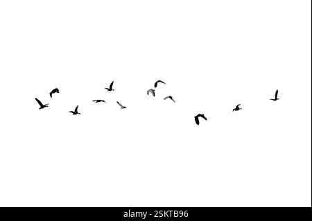 Vogelsilhouette schwärmen schwarze Vögel. Herden von fliegenden Tauben, isoliert auf weißem Hintergrund. Mit Beschneidungspfad speichern. Flugvogelbildung von Tauben Stockfoto