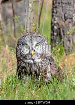 Jagen Sie große graue Eulen im hohen Gras, halten Sie eine Maus mit scharfen Klauen. Stockfoto