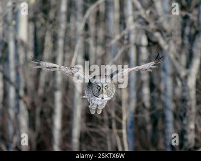 Große graue Eule, Strix Nebulosa. Im Flug zur Kamera. Jagen am Rande des Waldes. Stockfoto