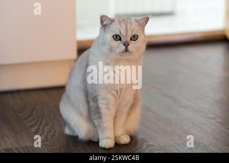Schöne Scottish Fold Katze mit grauem Fell, in einer häuslichen Umgebung. Stockfoto