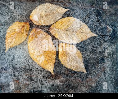 Herbstblätter der amerikanischen Buche (Fagus grandifolia), die im Winter im Eis gefroren sind. Stockfoto