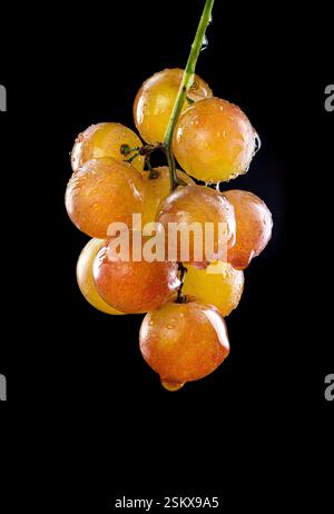 Traubengruppe mit Wassertropfen Stockfoto