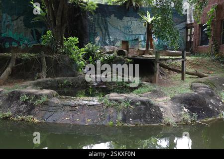 Weißer bengalischer Tiger im Melaka Zoo, Malaysia Stockfoto