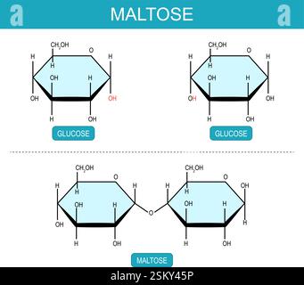 Maltose- und Glukosemoleküle. Molekularchemische Strukturformel und Modell des Disaccharids. Malzzucker. Vektorabbildung Stock Vektor