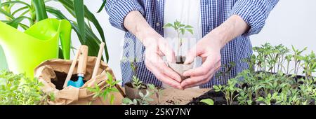 Ein Mann pflanzt junge Tomaten- und Paprikensetzlinge in Öko-Töpfe um, pflanzt Setzlinge aus Plastikbehältern in Torftöpfe, Prepa Stockfoto