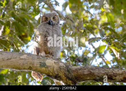 Jungtiere der Großhorneule (Bubo virginianus) aus Pantanal, Brasilien. Stockfoto
