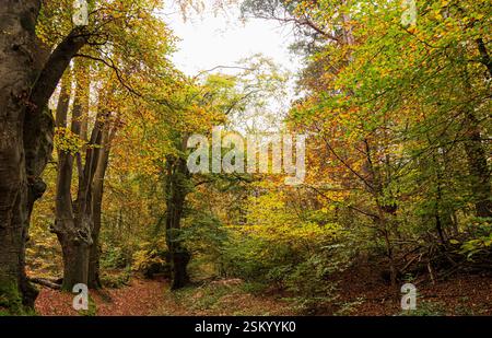 Buchen Fagus sylvatica, schöne Herbstfarbe und Buchenstreu auf dem Boden, Waldrand, Norfolk, November Stockfoto