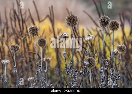 Globe Thistle Echinops Samenköpfe, in der Gartengrenze gelassen, für Vögel zu essen, Norfolk, November, Stockfoto