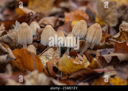 Glistening Inkcaps Coprinellus micaceus, wächst in verrottendem Holz im Wald und bedeckt mit gefallenen Blättern, Norfolk, November Stockfoto