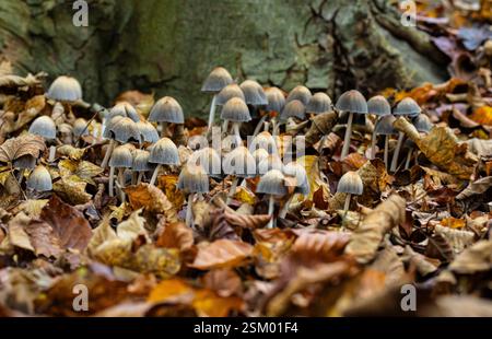 Glistening Inkcaps Coprinellus micaceus, wächst in verrottendem Holz im Wald und bedeckt mit gefallenen Blättern, Norfolk, November Stockfoto