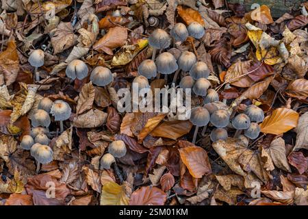 Glistening Inkcaps Coprinellus micaceus, wächst in verrottendem Holz im Wald und bedeckt mit gefallenen Blättern, Norfolk, November Stockfoto