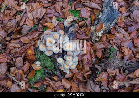 Sulpher tuft Hyfoloma fasiculare, wächst auf totem Wald, umgeben von gefallenen Blättern hauptsächlich Buche, Norfolk, November Stockfoto