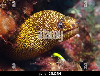 Gymnothorax miliaris - Goldentail Muray Stockfoto