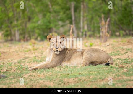 Löwin, Panthera leo, blickt in die Kamera, ruht im Grasland. Seitenansicht des gesamten Körpers. Chobe Nationalpark, Botswana, Afrika Stockfoto