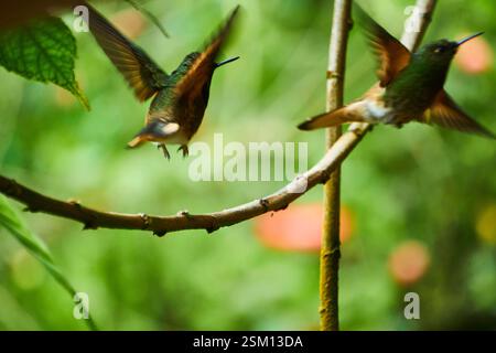 Zwei Buff-Tail-Coronet (Boissonneaua flavescens) Kolibris schwirren von einem Baumzweig weg Stockfoto