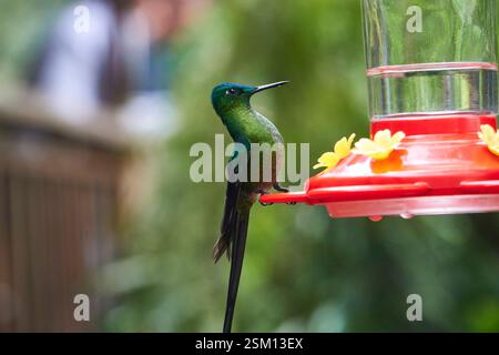Weibliche Langschwanzsylph (Aglaiocercus kingii), die vor einem Nektarspender sitzt Stockfoto