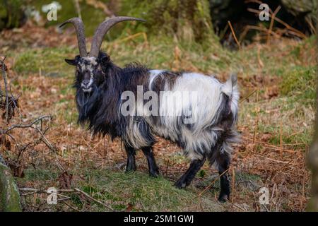 Walisische Bergziege (Capra aegagrus hircus) am Fuße des Mount Snowdon. Stockfoto