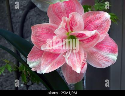 Nahaufnahme Rosa Weiße Amaryllis, RiesenAmadeus oder Hippeastrum Hybridblume in natürlichen Lichtern, duftende Blumen unscharfer Hintergrund Stockfoto
