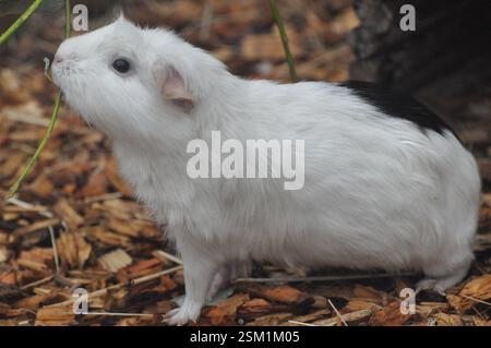 Kurzhaariges Meerschweinchenessen Stockfoto