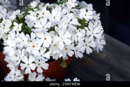 Close up Phlox subulata oder Moos Phlox, Schneefloke, winzige weiße Blumen im Tontopf für Heimdekoration, dunkler Hintergrund mit Kopierraum Stockfoto
